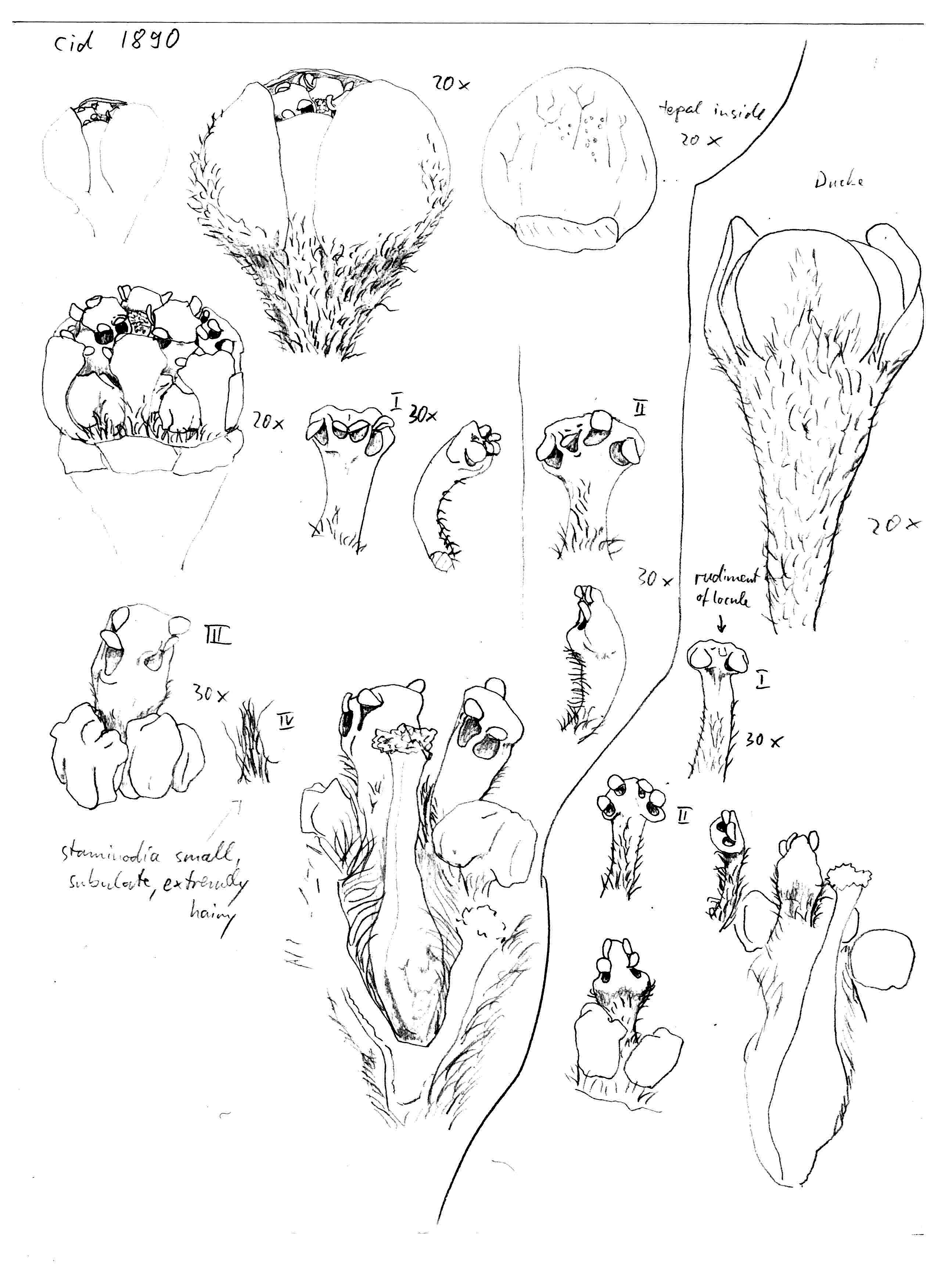 Vorschaubild Paraia bracteata Rohwer, H.G.Richt. & van der Werff